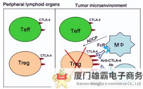 CTLA-4抑制剂问世即高点，低谷之后又“起死回生”：有啥启示？ 