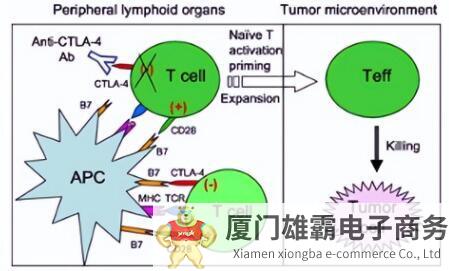 CTLA-4抑制剂问世即高点，低谷之后又“起死回生”：有啥启示？ 