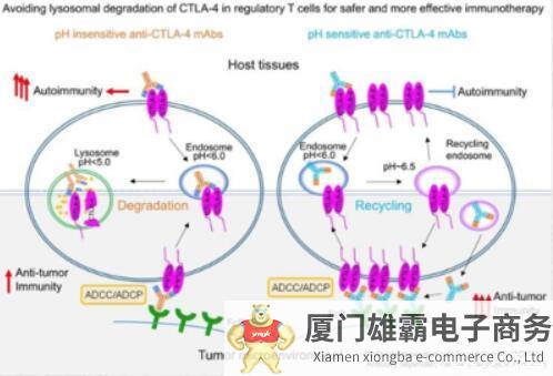 CTLA-4抑制剂问世即高点，低谷之后又“起死回生”：有啥启示？ 