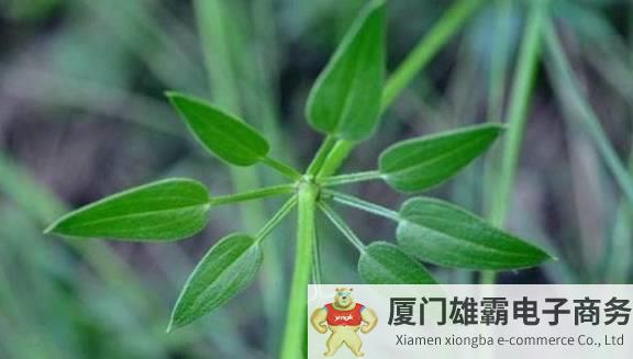 人类最早的红色植物染料，茜草染料如何重新焕发生机？