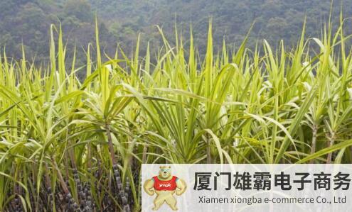 木废料“蜕变”成生物质能，能带来哪些好处？国内外都有相关技术