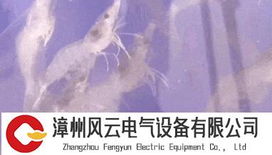 寸草不生的盐碱滩，成水产品的海洋！我国开启“海鲜陆养”新模式