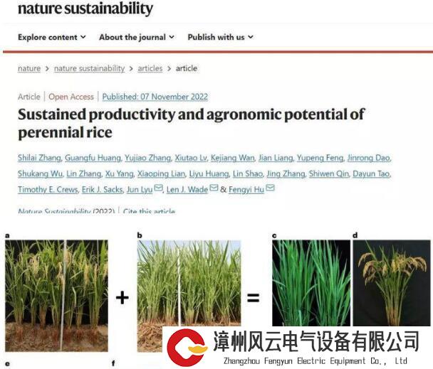 入选年度十大科学突破！“韭菜水稻”或将引发一场世界性的革命